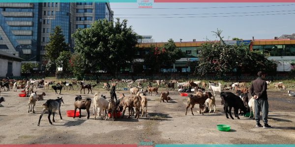 खाद्य व्यवस्था तथा व्यापार कम्पनी लिमिटेडले सुरु गर्‍यो खसी-बोकाको बिक्री (तस्वीरहरू)