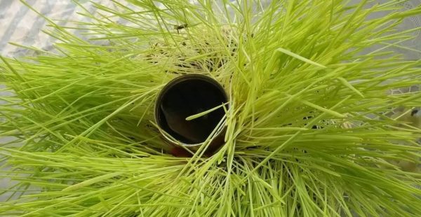 दशैंमा बचेको जमरालाई स्वास्थ्यका लागि यसरी प्रयोग गर्नुस्