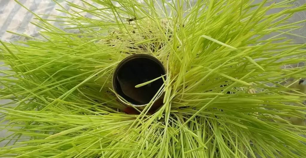 दशैंमा बचेको जमरालाई स्वास्थ्यका लागि यसरी प्रयोग गर्नुस्