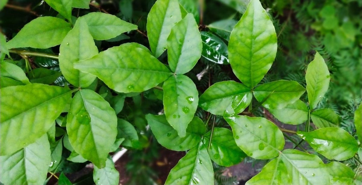बेलपत्र पानीमा उमालेर पिउँदा पनि हुन्छ यस्तो फाइदा