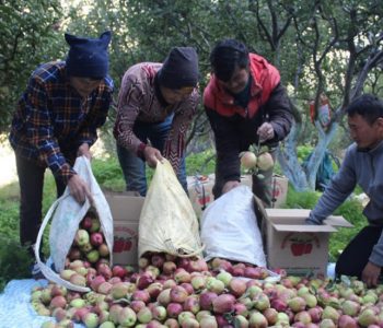 स्याउ प्रतिकिलो २५० देखि ३४० सम्म, केरा दर्जनको १६० 