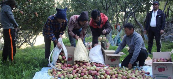 बेमौसमी वर्षाले मुस्ताङमा स्याउ उत्पादन घट्यो