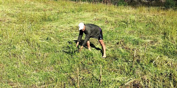 बेमौसमी वर्षाले फापरखेती नष्ट, धानबालीमा पनि क्षति