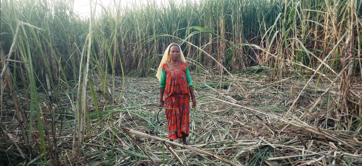 उखु किसानले अनुदानबापतको २० करोड रुपैयाँभन्दा बढी भुक्तानी लिन बाँकी
