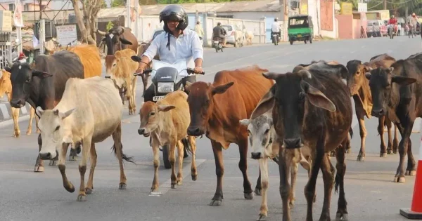 काठमाडौंमा भेटिएका छाडा चौपायालाई काञ्जी हाउसमा राखिने