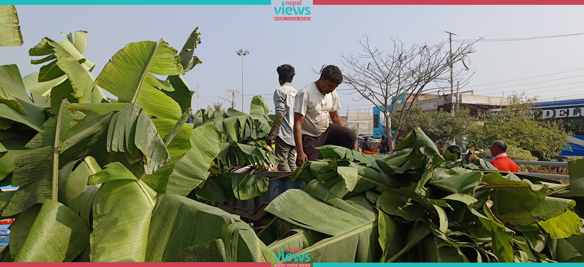 दीपावलीमा केरा : फलसँगै बोट बिक्रीबाट पनि प्रशस्त आम्दानी