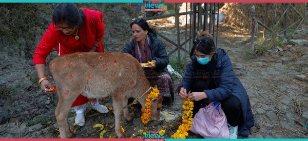 यसरी गरियो गाईपूजा (तस्वीरहरू)