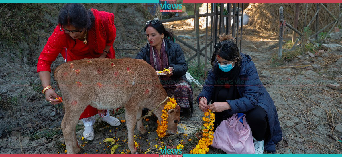 यसरी गरियो गाईपूजा (तस्वीरहरू)