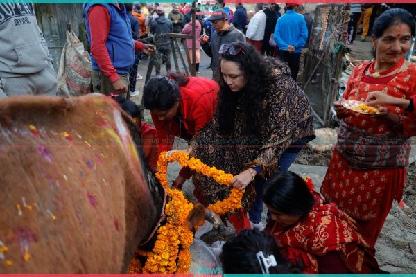 लक्ष्मीमाताका रुपमा गरियो गाई पूजा