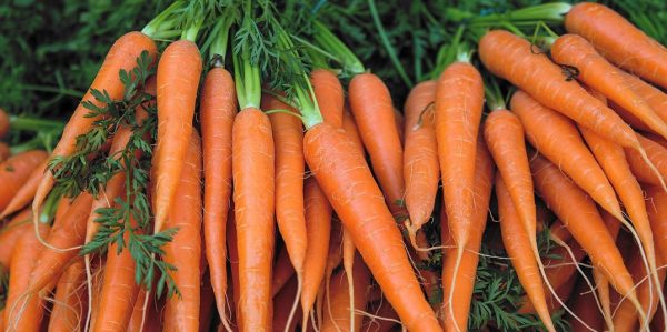 जाडोमा एक दिनमा कति गाजर खानुपर्छ ? जानौं