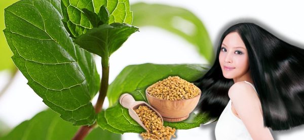 कपालका लागि पनि राम्रो हुन्छ तुलसी