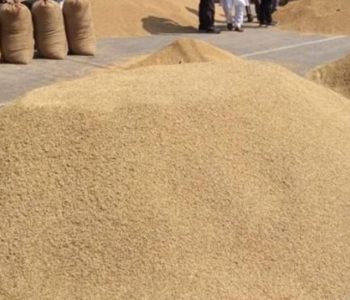 खाद्य कम्पनीले किन्यो दश दिनमा चार हजार क्विन्टल धान