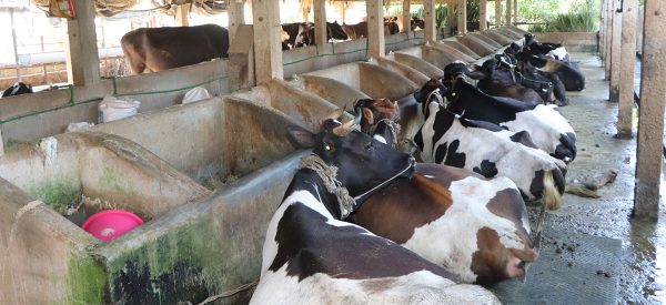 भारतबाट पाउडर दूध आयात हुँदा बिक्न छाड्यो गाईको दूध