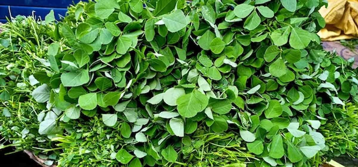 मेथीको सागका पनि छन् धेरै फाइदा