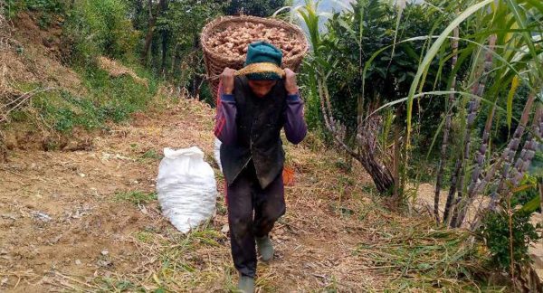 अदुवाबाट ६ करोड आम्दानी