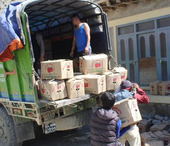 मुस्ताङबाट ४९ करोडको स्याउ निकासी, नपाक्दै बोटमै हुन्छ बिक्री