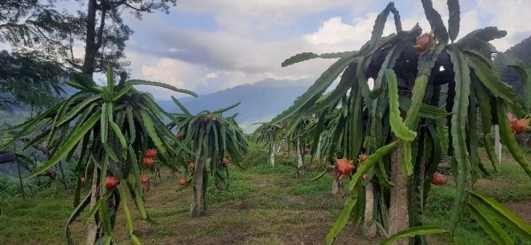 इलामका किसान चिया छाडेर ड्रागन खेतीमा आकर्षित