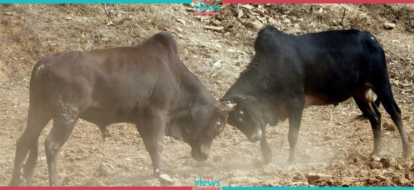 गोरु जुधाइमा पनि राजनीति : कांग्रेसले स्विकारेन राप्रपाको गोरु