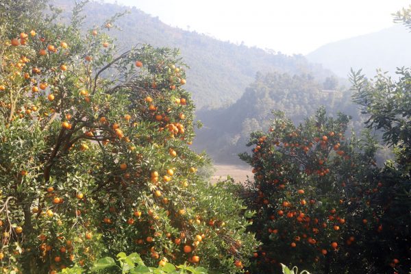 कानुन व्यवसाय छोडेर सुन्तला खेती, एक वर्षमै ६० लाख आम्दानी