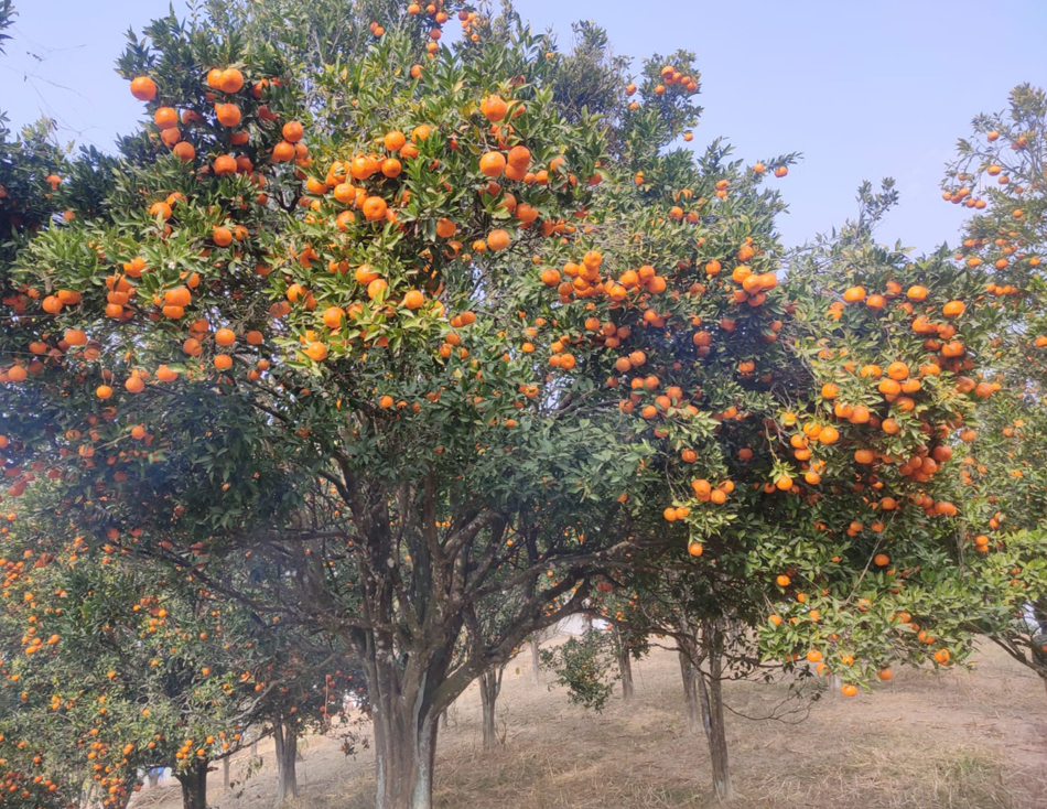 खोटाङबाट ३६ करोड भन्दा बढिको सुन्तला निर्यात