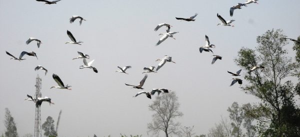 ‘वाइनाकुलर टेलिस्कोप’ र ‘जिपिएस’सहितको क्यामेराबाट कञ्चनपुरमा जलपन्छी गणना