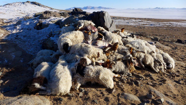 मंगोलियामा चिसोका कारण ५ लाख बढी चौपाया मरे, चिसोले वर्षेनी चौपाया धनमा क्षति