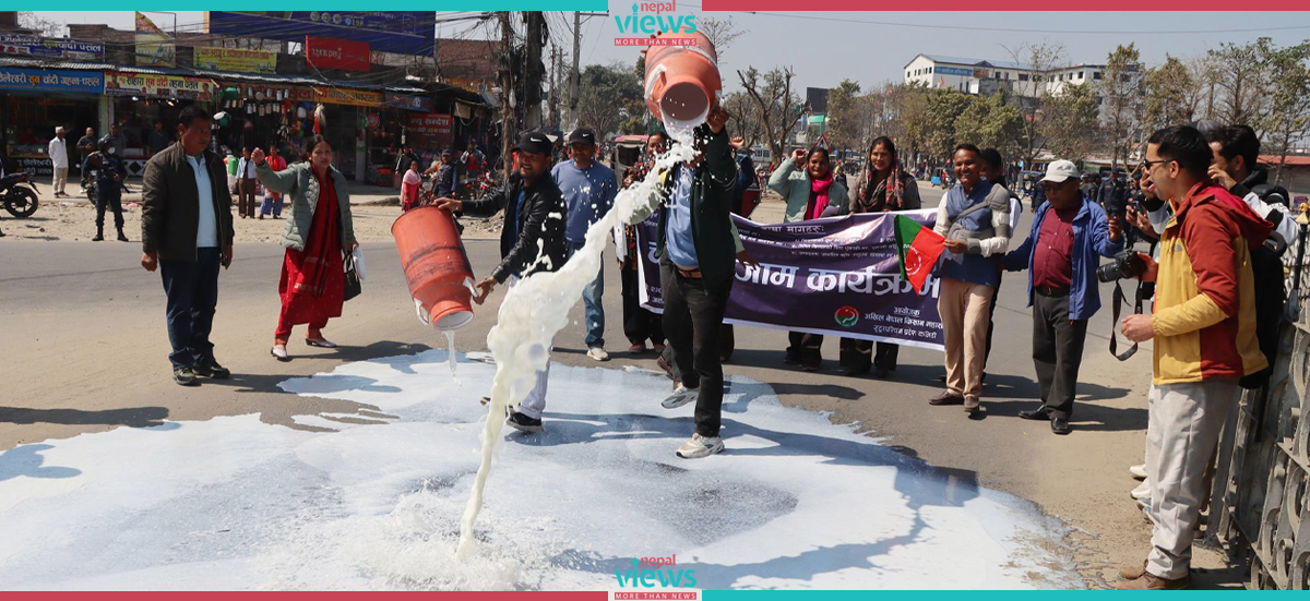 दूधको भुक्तानी माग्दै कैलालीमा किसानले गरे चक्काजाम, सडकमा पोखियो दूध (तस्वीरसहित)