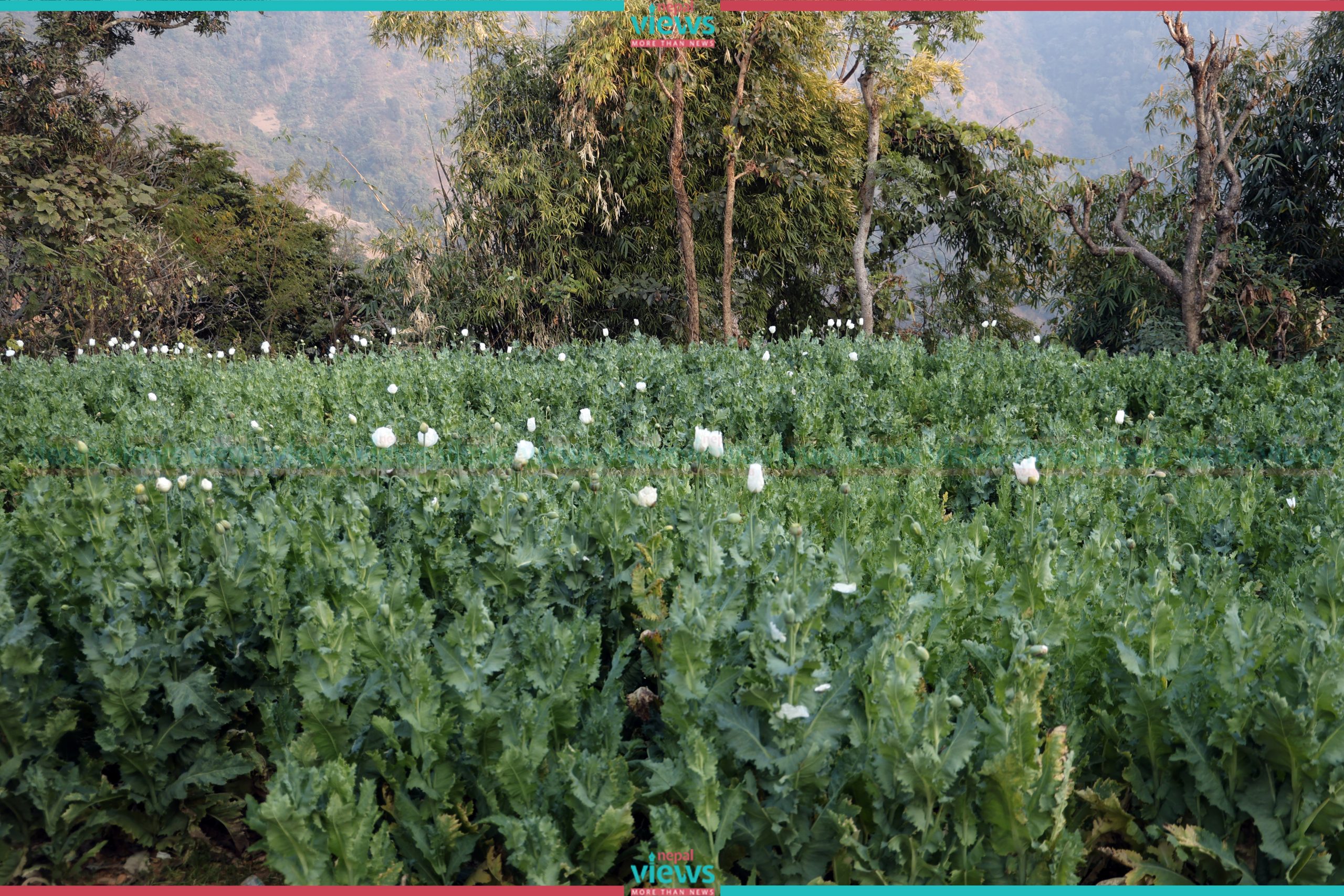 रुकुमपश्चिममा १७२ रोपनीमा लगाइएको अफिमखेती नष्ट