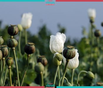अवैध अफिमको मौलाउँदो खेती, नेपालको अफगानिस्तान बन्दै ‘राक्सिराङ्ग’