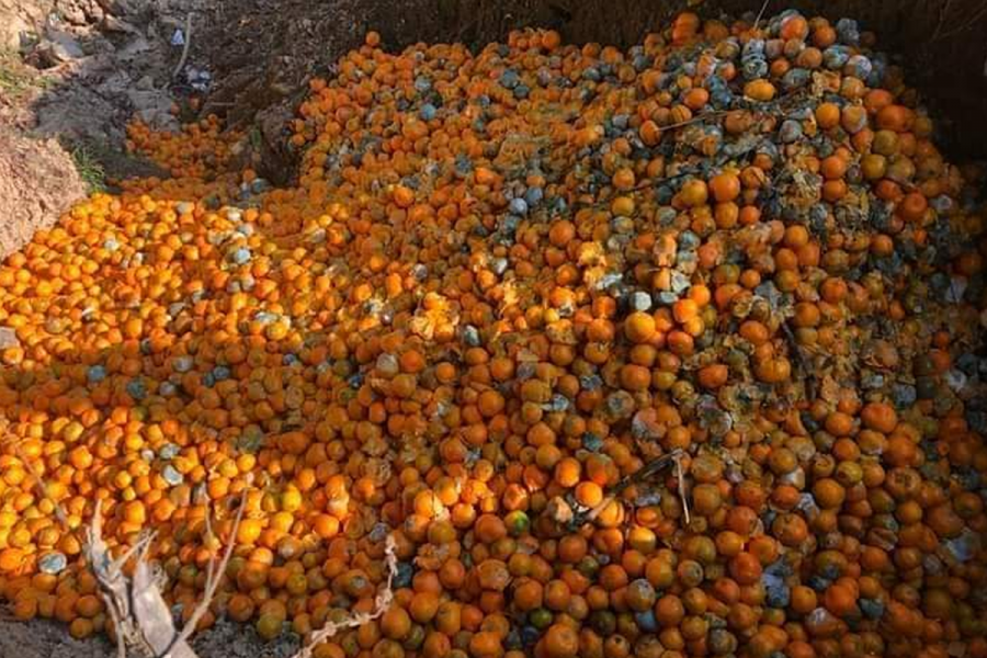 बागलुङमा २६ करोड ४६ लाखको सुन्तला बिक्री