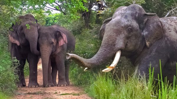 कोशीमा एक वर्षमा हात्तीको आक्रमणबाट १० जनाको मृत्यु