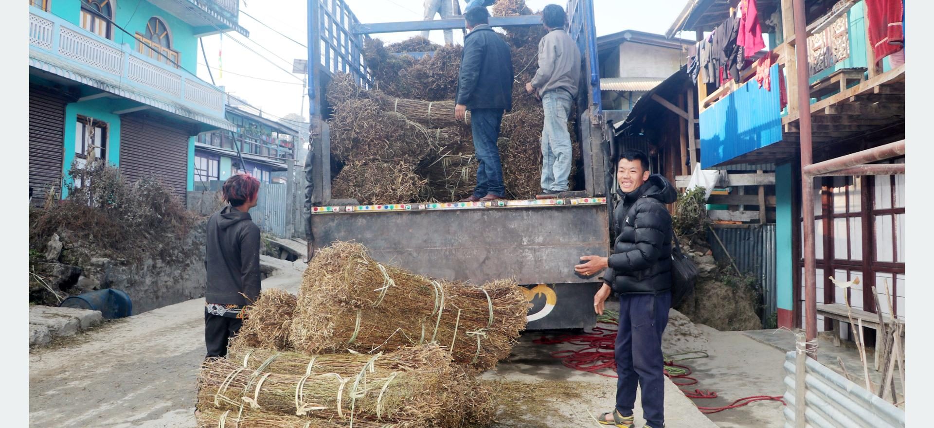 चिराइतोको मूल्य बढ्दो, उत्पादन घट्दो