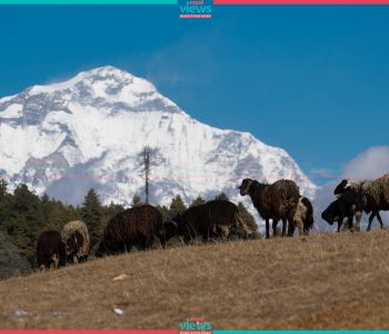 जुम्लामा भेडापालक किसानलाई ‘गोठालो भत्ता’