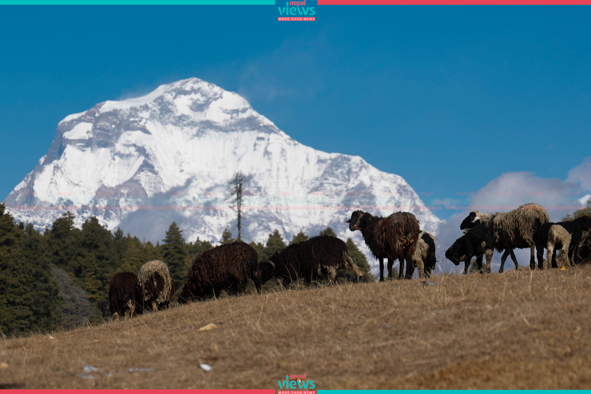 जुम्लामा भेडापालक किसानलाई ‘गोठालो भत्ता’