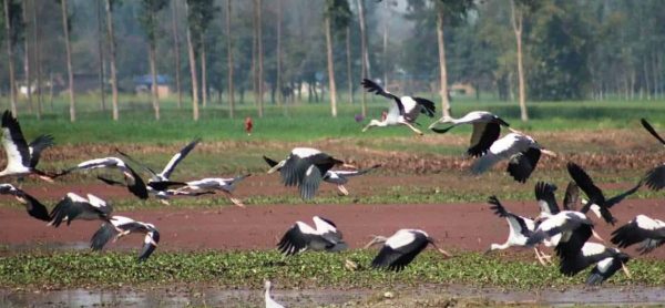 संरक्षणको प्रतीक्षामा पर्यापर्यटनको अनुपमस्थल पुरैनी ताल