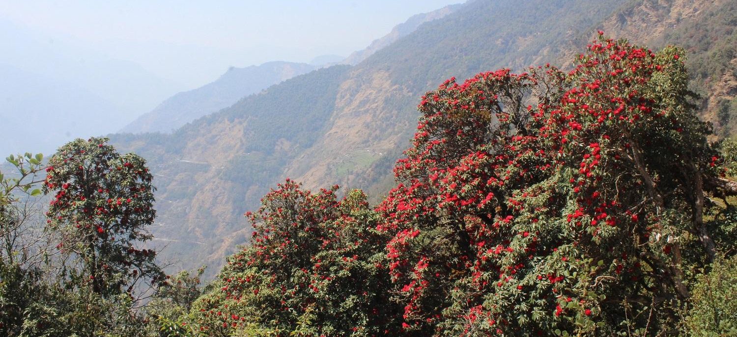 लालीगुराँसले ढकमक्क टोड्के, व्यवस्थित पदमार्ग हुँदा बढे पर्यटक