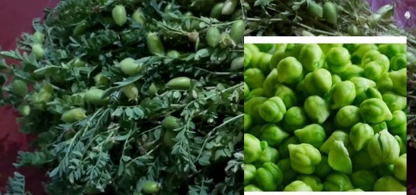 स्वास्थ्यका लागि एकदमै फाइदाजनक हरियो चना