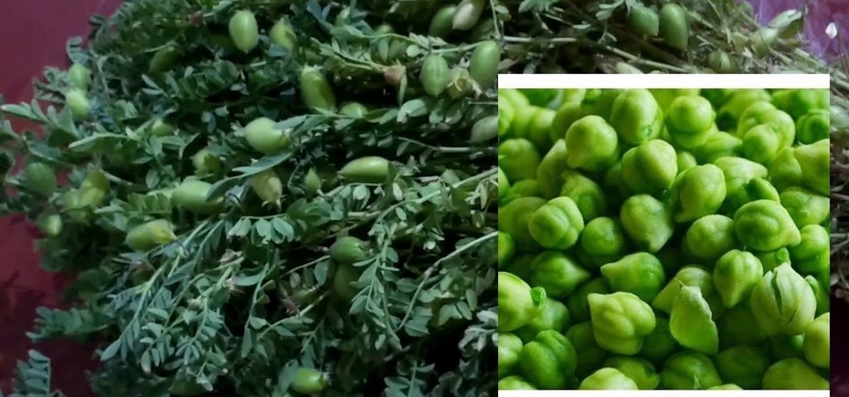 स्वास्थ्यका लागि एकदमै फाइदाजनक हरियो चना