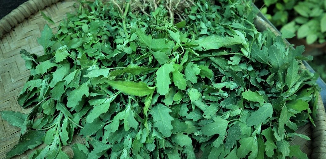 महिलाको स्वास्थ्यका लागि बेथेको सागका फाइदा