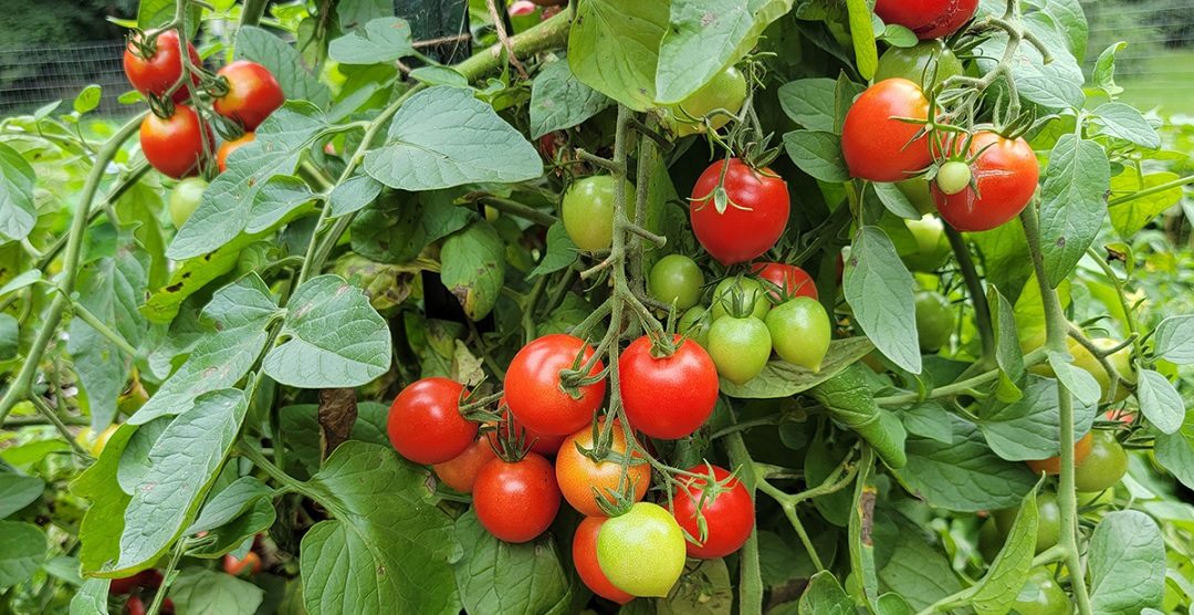 यस्ता व्यक्तिका लागि खतरनाक हुन्छ टमाटर