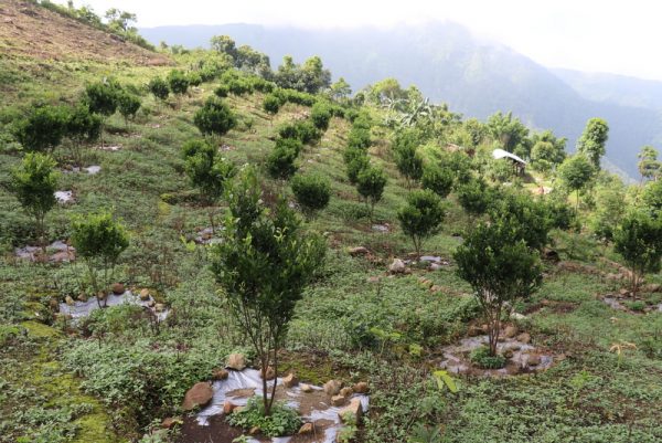 परम्परागत खेतीबाट हुने आय भन्दा तीनगुणा बढी आम्दानी गर्दै म्याग्दीका किसान