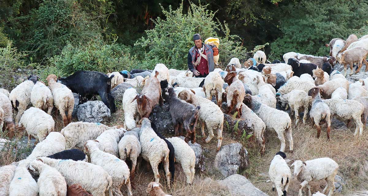 बन्दोबस्तीका सामान बोकेर गोठाला लेकतर्फ