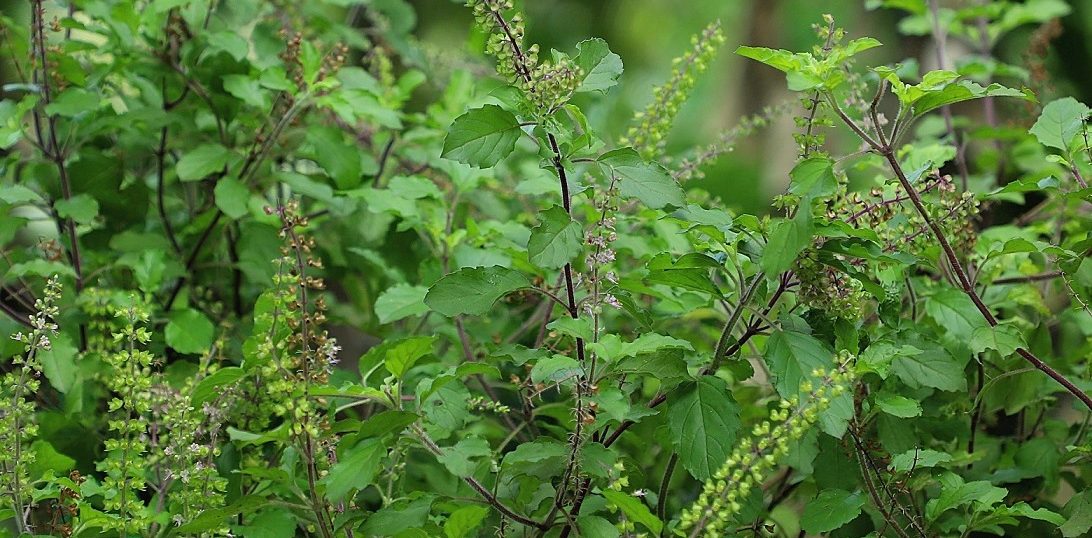 घरमा तुलसीको धेरै बिरूवा लगाउँदा के हुन्छ ?