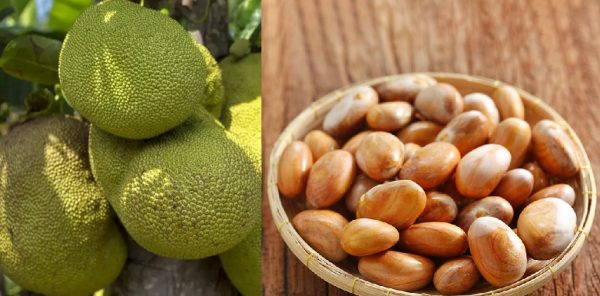 कटहरको बीज खाँदा पनि हुन्छ धेरै फाइदा ?