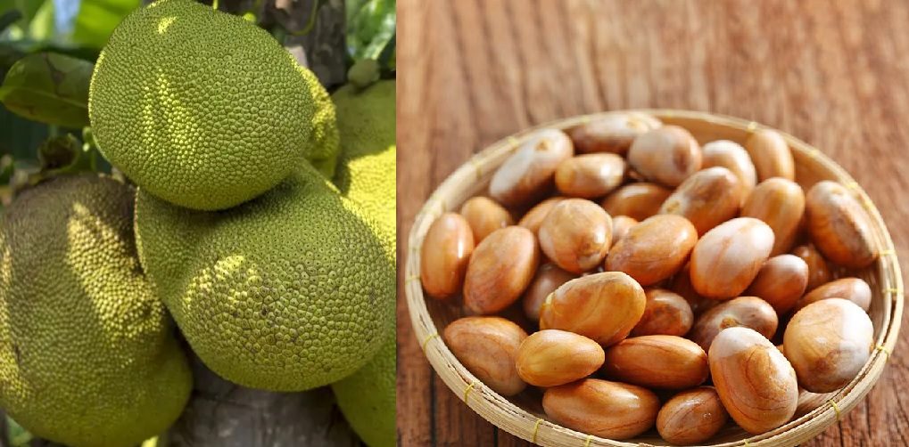 कटहरको बीज खाँदा पनि हुन्छ धेरै फाइदा ?