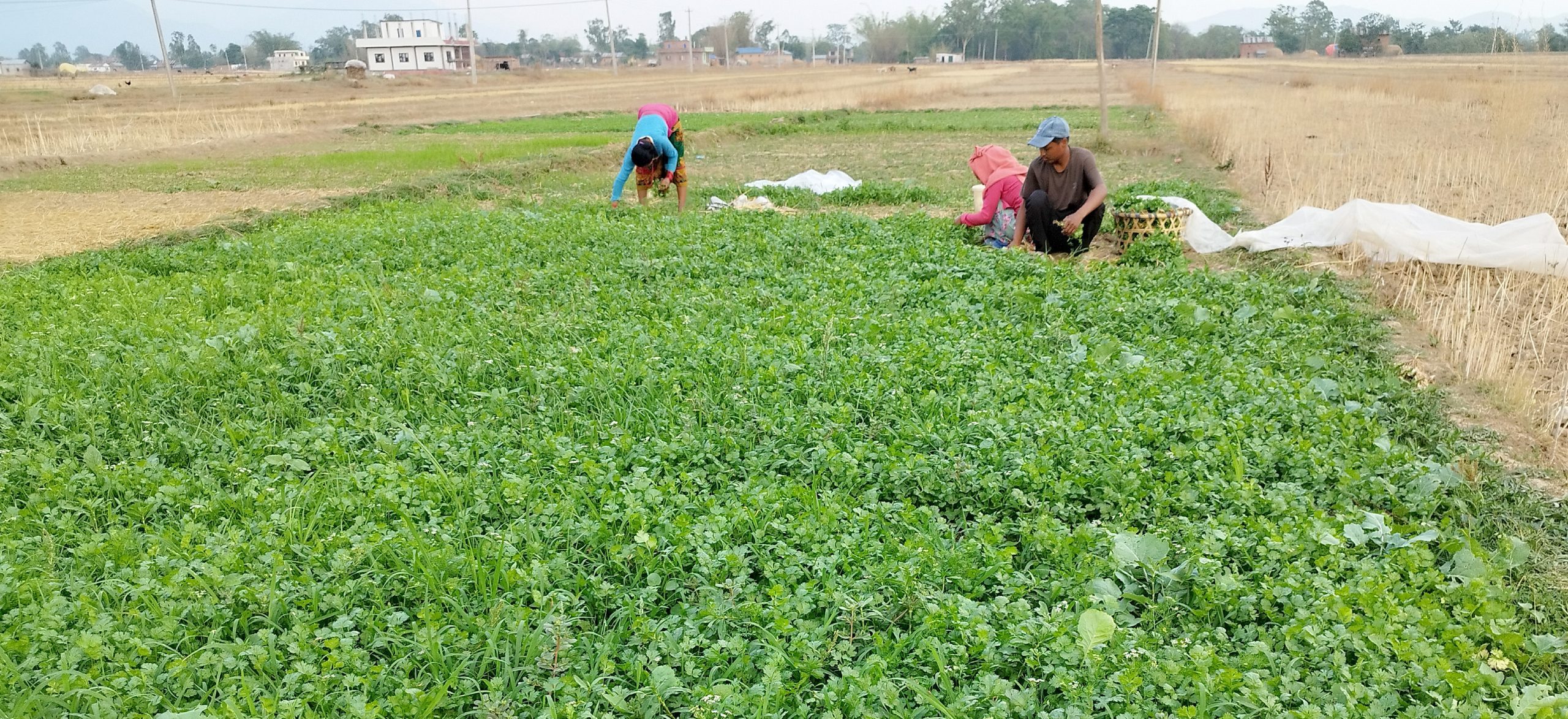 धनियाँ बेचेर वार्षिक ८ लाख कमाउँछन् दाङका अमित