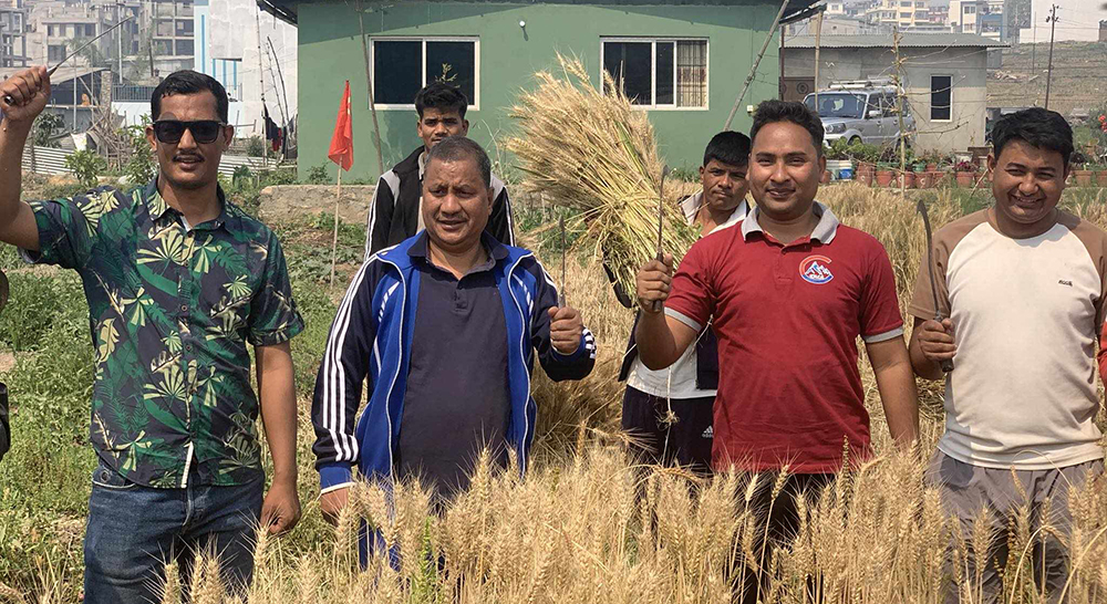 गहुँ काट्न बारीमा पुगे विप्लव