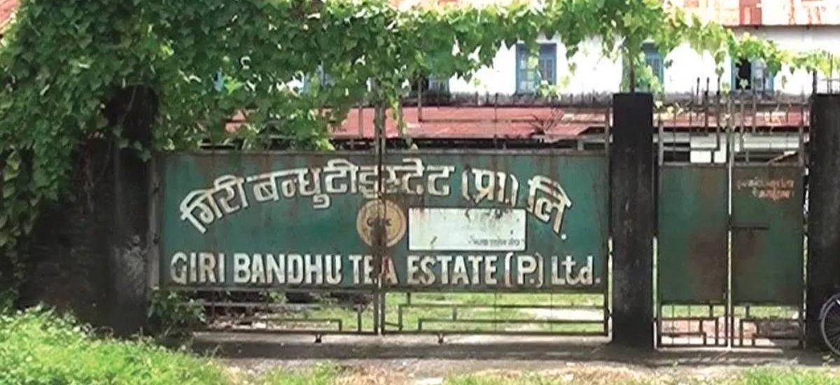 गिरीबन्धु टी स्टेटले भन्यो,- स्थानीयको दबाब  भयो, सबै दलको सहमति लिएर बगान सार्न खोजेका हौँ