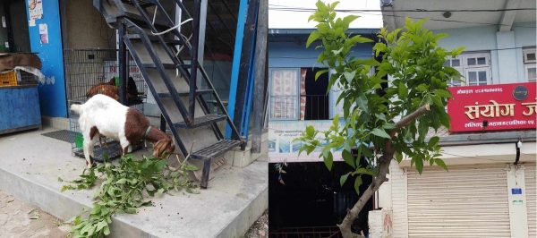 खसीलाई खुवाउन रूखको हाँगा काट्नेलाई महानगरको पाँच हजार जरिवाना