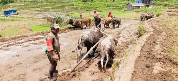 पर्सामा ६० प्रतिशत रोपाइँ